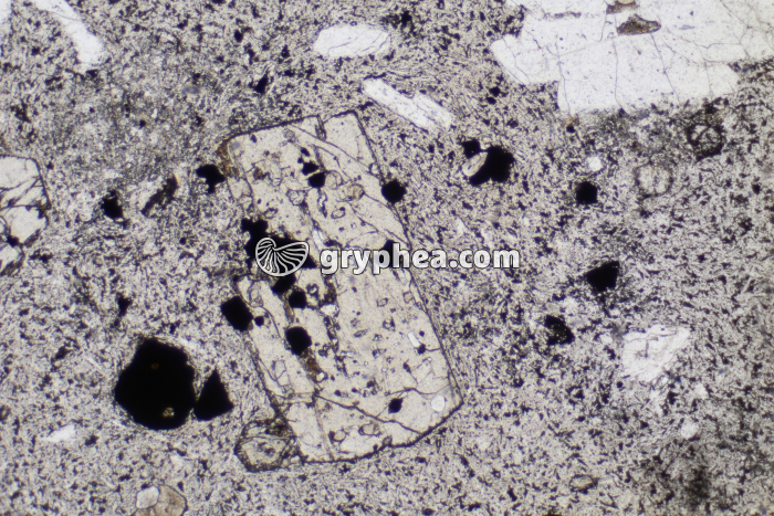 Trachyte LPNA x10 - gryphea.com